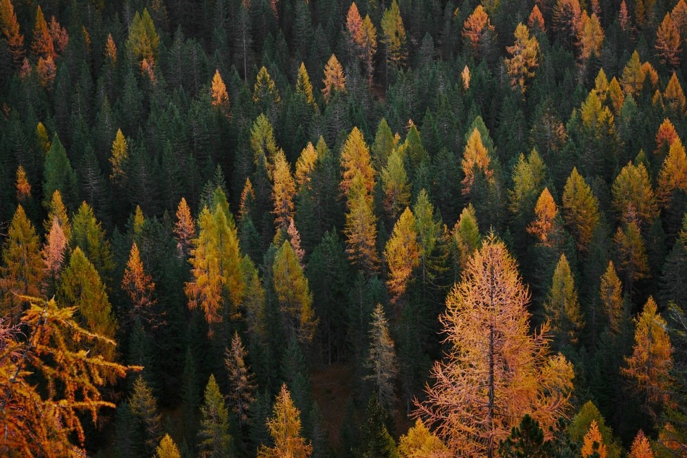 «Η συμβολή του δάσους στην κοινωνική και οικονομική ζωή. Κίνδυνοι-Ευκαιρίες».